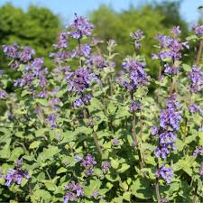 Image result for Nepeta cataria