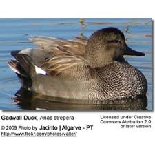 Attēlu rezultāti vaicājumam “Anas strepera female”