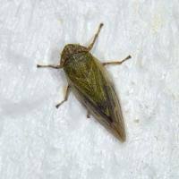 Attēlu rezultāti vaicājumam “Aphrophora salicina”