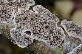 Attēlu rezultāti vaicājumam “Datronia mollis”