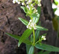 Attēlu rezultāti vaicājumam “Rubiaceae”