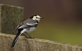 Attēlu rezultāti vaicājumam “Motacilla alba juvenile”