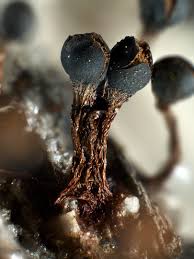 Attēlu rezultāti vaicājumam “Metatrichia floriformis macro”