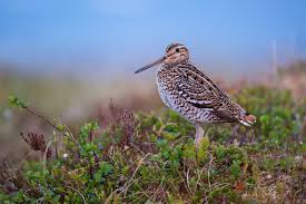 Image result for Gallinago media