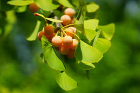 Attēlu rezultāti vaicājumam “Ginkgo biloba female flower”
