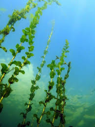 Attēlu rezultāti vaicājumam “Potamogeton perfoliatus flower”