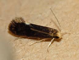 Attēlu rezultāti vaicājumam “Paratalanta hyalinalis”