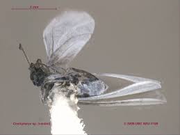 Attēlu rezultāti vaicājumam “Coniopterygidae”