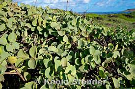 Attēlu rezultāti vaicājumam “Santalaceae”