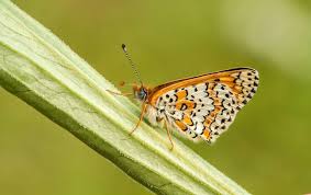 Attēlu rezultāti vaicājumam “Melitaea cinxia”