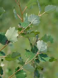 Attēlu rezultāti vaicājumam “Populus”