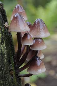 Attēlu rezultāti vaicājumam “Mycena haematopus”