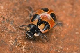 Attēlu rezultāti vaicājumam “Coccinella hieroglyphica”