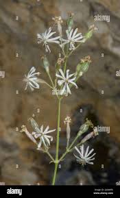 Attēlu rezultāti vaicājumam “Silene nutans flower”