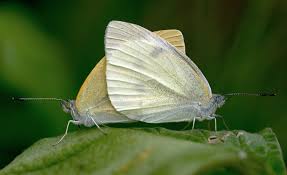 Attēlu rezultāti vaicājumam “Pieris rapae female”