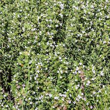 Image result for Bohnenkraut