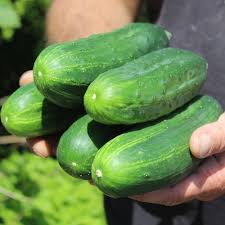 Image result for Gurke