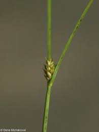 Attēlu rezultāti vaicājumam “Carex remota fruit”