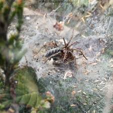 Attēlu rezultāti vaicājumam “Agelena labyrinthica”
