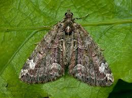 Attēlu rezultāti vaicājumam “Chloroclysta siterata”