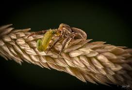 Attēlu rezultāti vaicājumam “Xysticus bifasciatus female”