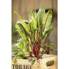 Image result for Sauerampfer