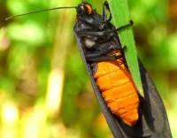 Attēlu rezultāti vaicājumam “Atolmis rubricollis”