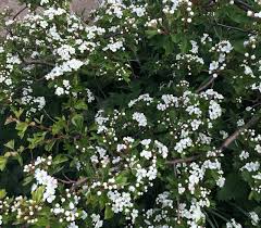 Attēlu rezultāti vaicājumam “Crataegus laevigata”