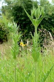 Image result for Dipsacus laciniatus