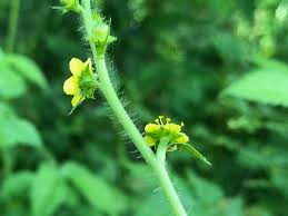 Attēlu rezultāti vaicājumam “Agrimonia pilosa bud”