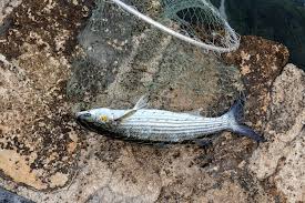 Image result for Liza aurata