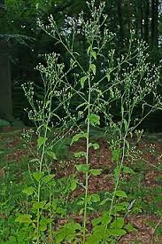 Attēlu rezultāti vaicājumam “Lapsana communis leaf”