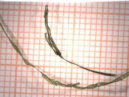 Attēlu rezultāti vaicājumam “Nitella flexilis”