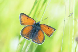 Attēlu rezultāti vaicājumam “Lycaena hippothoe”