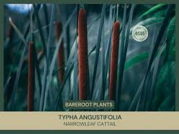 Attēlu rezultāti vaicājumam “Typha angustifolia  leaf”