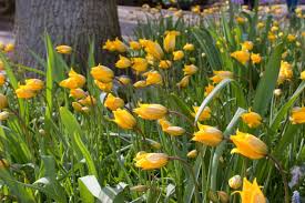 Attēlu rezultāti vaicājumam “Tulipa sylvestris flower”