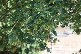 Attēlu rezultāti vaicājumam “Acer pseudoplatanus leaf”