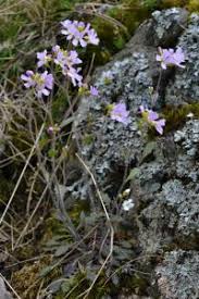 Attēlu rezultāti vaicājumam “Cardaminopsis arenosa”