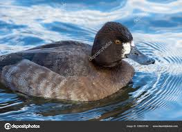 Image result for Aythya affinis