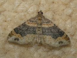 Attēlu rezultāti vaicājumam “Xanthorhoe ferrugata”