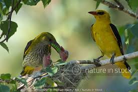 Attēlu rezultāti vaicājumam “Oriolus oriolus female”