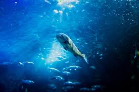 Image result for Umbrina cirrosa