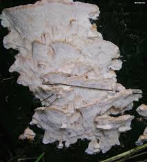 Attēlu rezultāti vaicājumam “Postia fragilis”