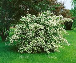 Attēlu rezultāti vaicājumam “Philadelphus coronarius”