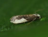 Attēlu rezultāti vaicājumam “Monopis monachella”