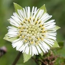 「タカスギ・サブロウタ」の画像検索結果