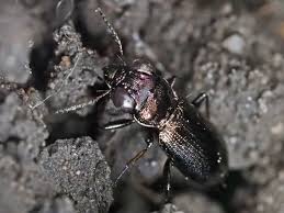 Attēlu rezultāti vaicājumam “Notiophilus germinyi”