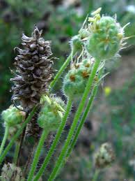 Attēlu rezultāti vaicājumam “Potentilla arenaria bud”