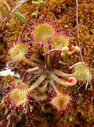 Attēlu rezultāti vaicājumam “Droseraceae”