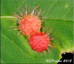 Attēlu rezultāti vaicājumam “Diplolepis bicolor”